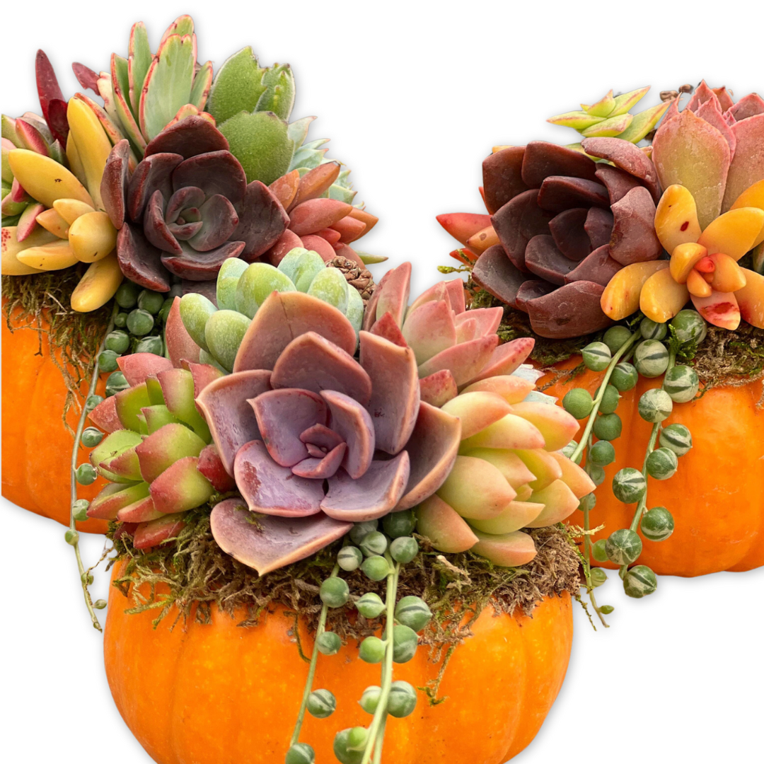 Succulent Pumpkin Workshop | Floral Arrangement