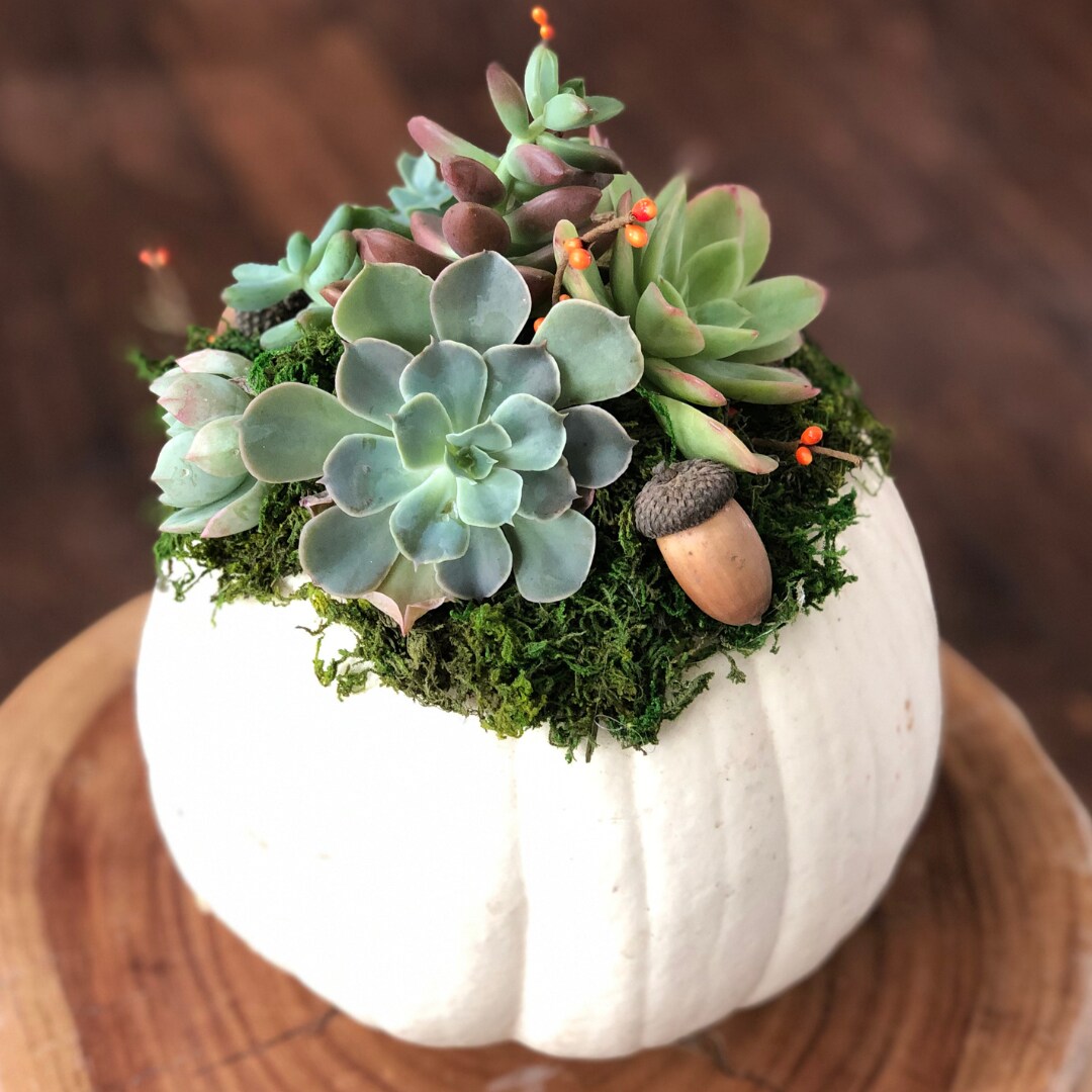 Succulent Pumpkin Workshop | Floral Arrangement