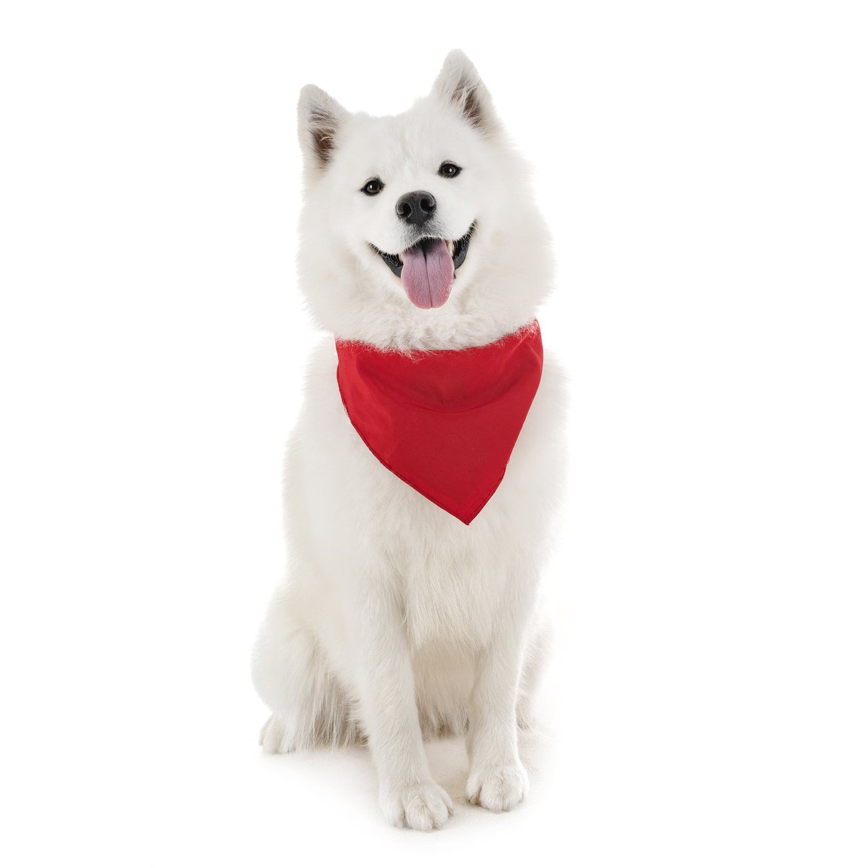 Pack Of 30 Xl Oversized Polyester Dog Bandanas Solid Colors