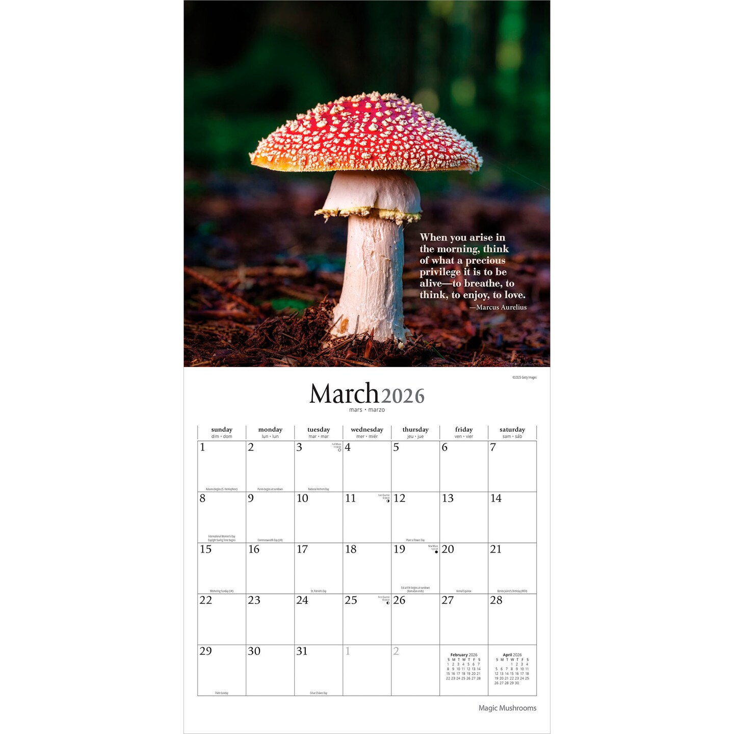 Magic Mushrooms | 2026 12 x 24 Inch (Hanging) Monthly Square Wall Calendar | Plastic-Free
