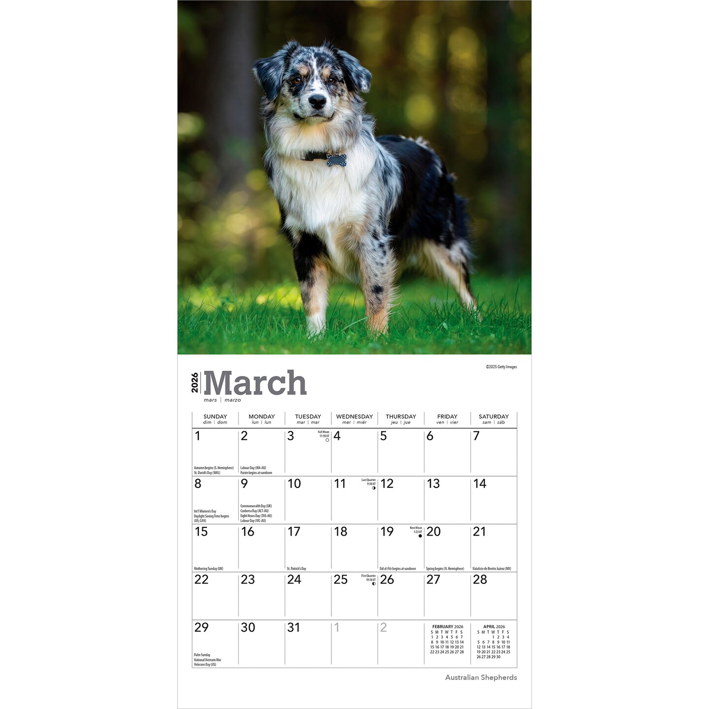 Australian Shepherds | 2026 7 x 14 Inch (Hanging) Monthly Mini Wall Calendar