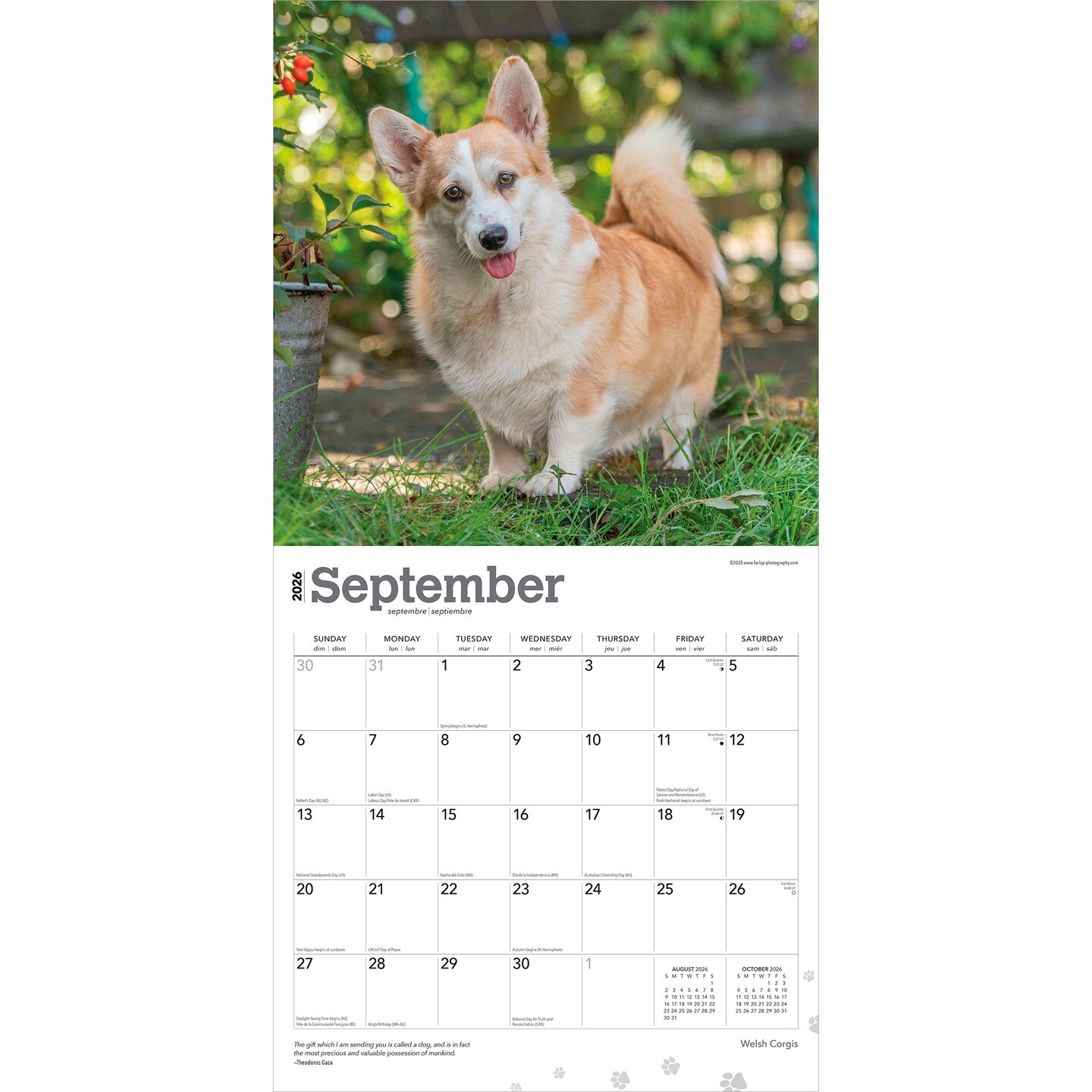 Welsh Corgis | 2026 12 x 24 Inch (Hanging) Monthly Square Wall Calendar | Plastic-Free
