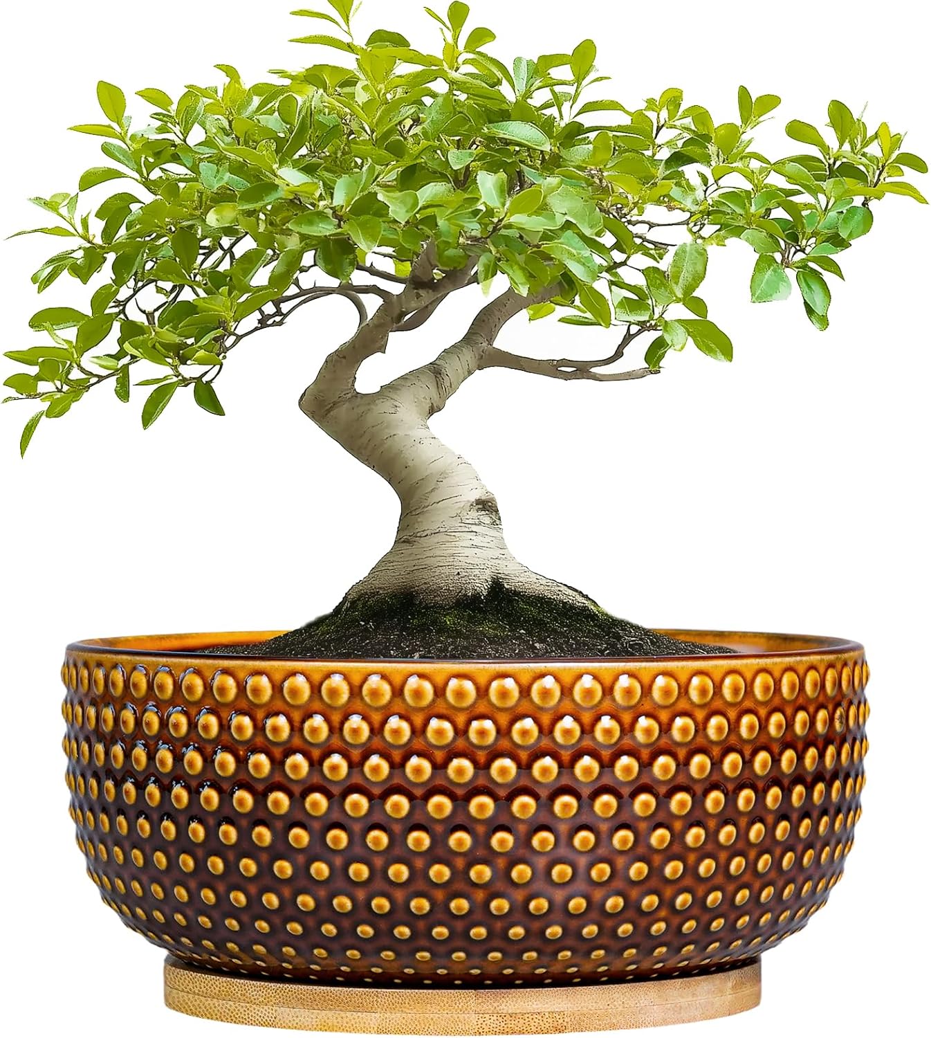 8" Ceramic Bonsai Pot – Round Indoor Planter with Drainage & Tray for Succulents & Decorative Plants