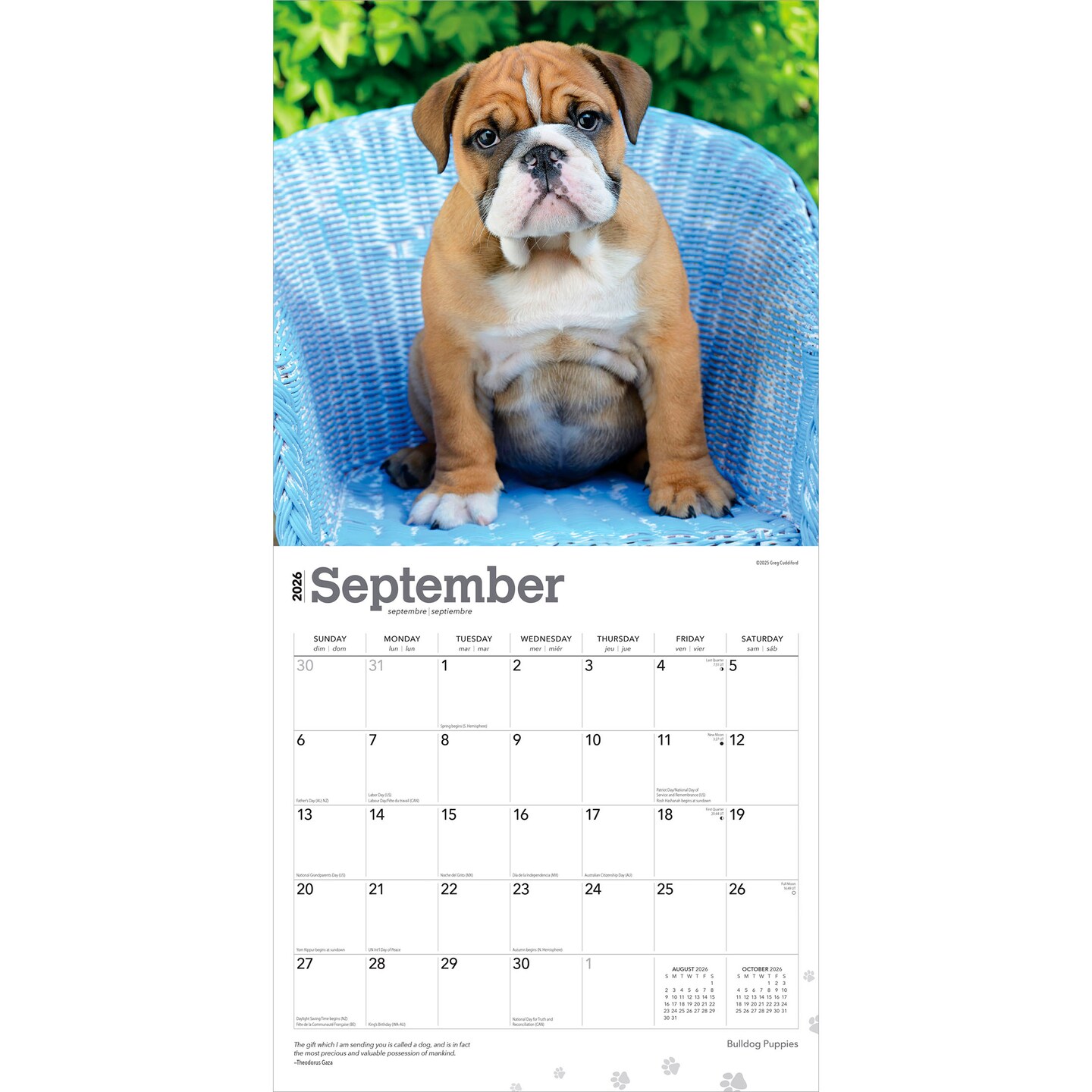 Bulldog Puppies | 2026 12 x 24 Inch (Hanging) Monthly Square Wall Calendar | Plastic-Free