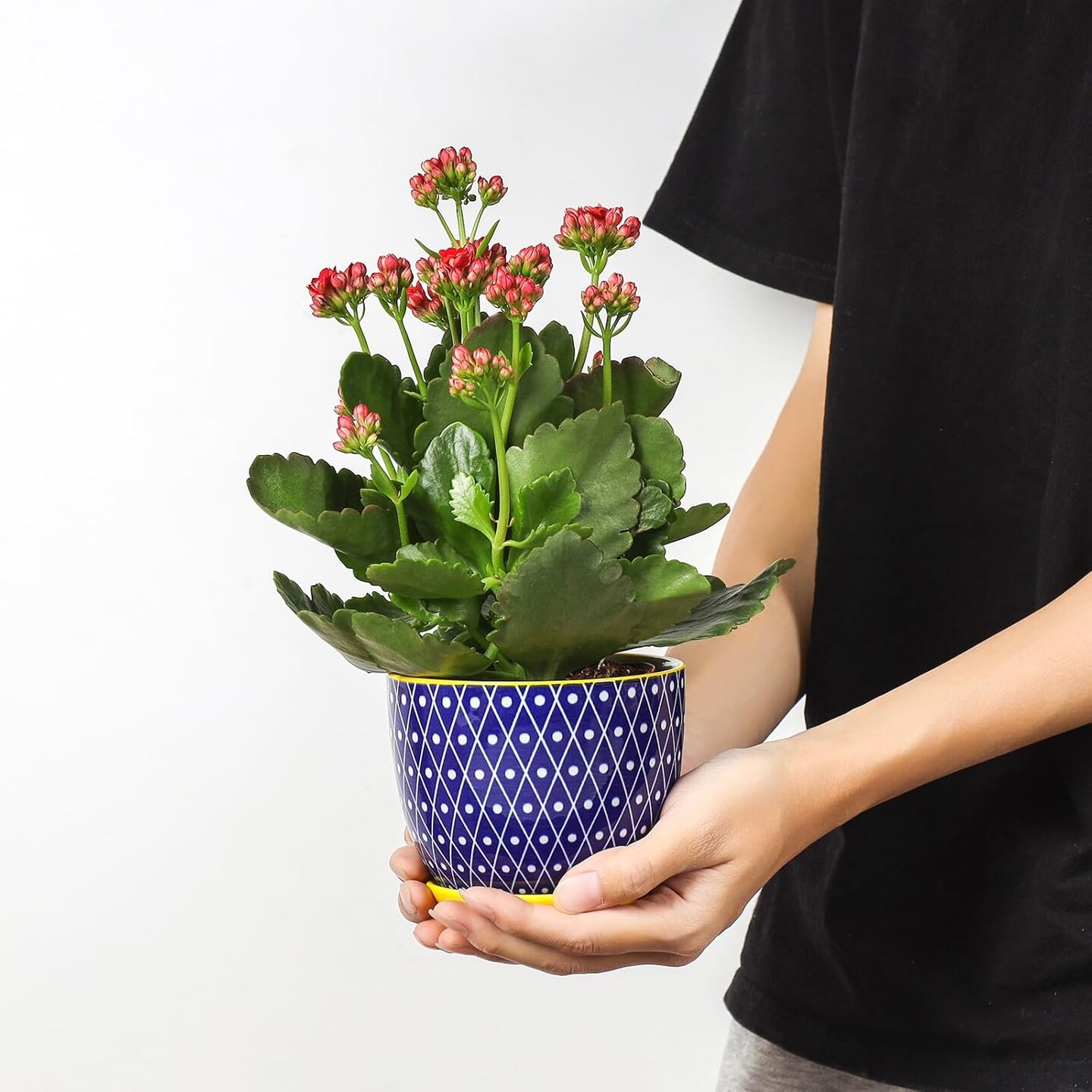 Set of 4 Ceramic Succulent Pots with Drainage Hole & Saucer - 4.6 Inch, Assorted Colors