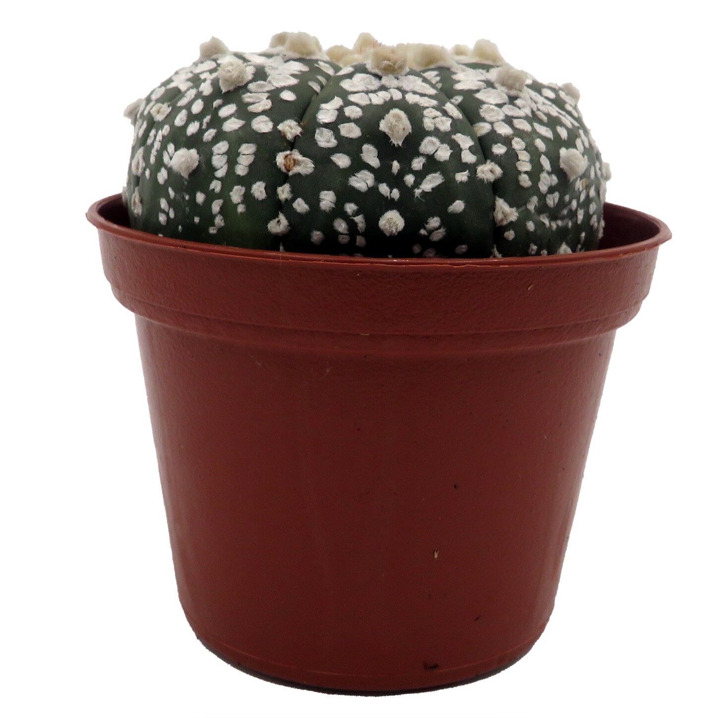 Sea Urchin Cactus Plant - Astrophytum - 2.5&#x22; Pot