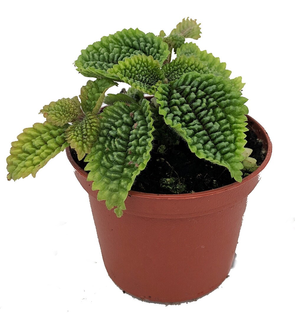 Moon Valley Plant - Pilea mollis - Vibrant & Unique Houseplant - 2" Pot