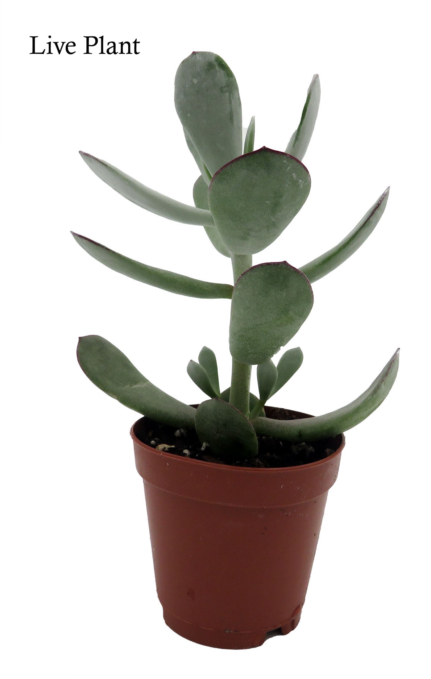 Pig&#x27;s Ear Succulent Plant -Cotyledon Orbiculata - 2&#x22; Pot