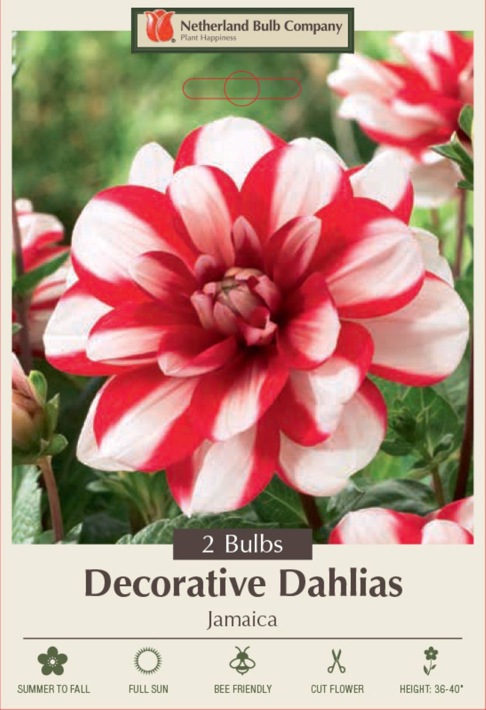 Jamaica Decorative Dahlia - 2 Root Clumps - Double White/Red Blooms