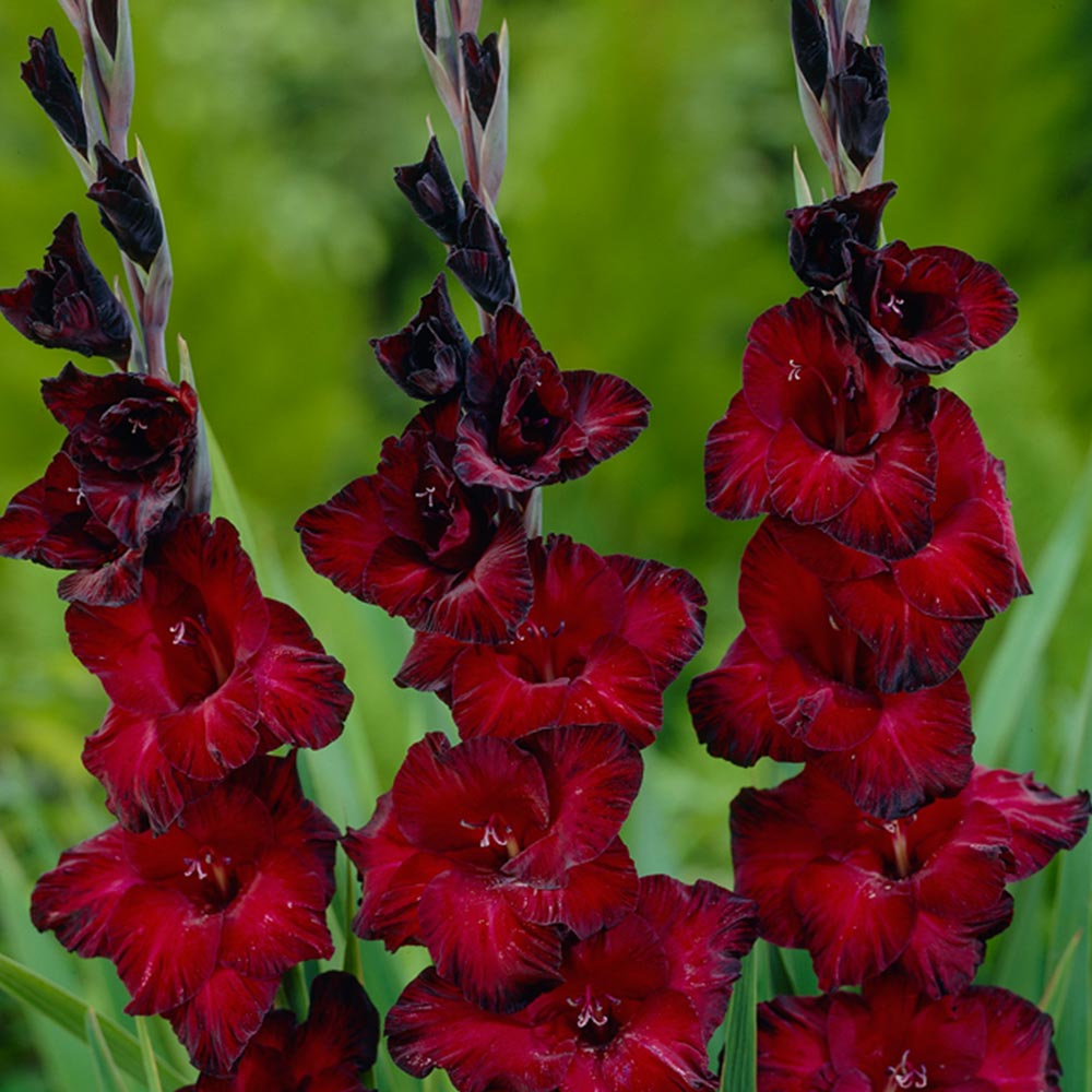 Black Jack Gladiolus 8 Bulbs - 14/+ cm