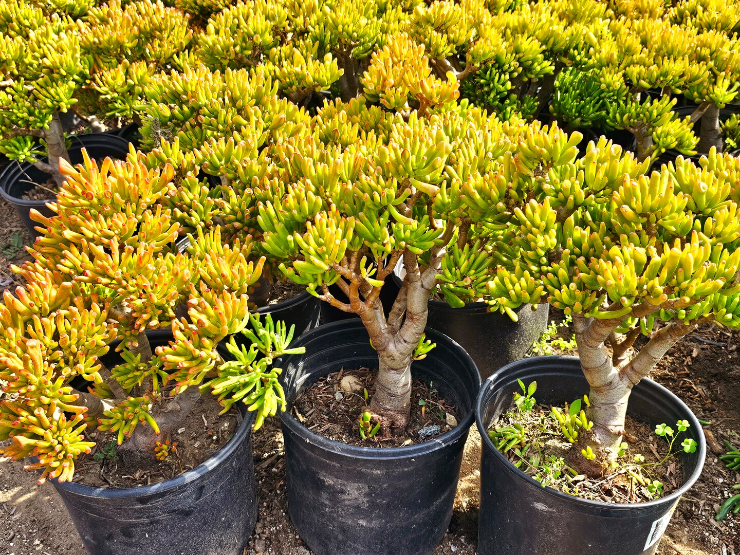 buy money plant Chinese Money Plant