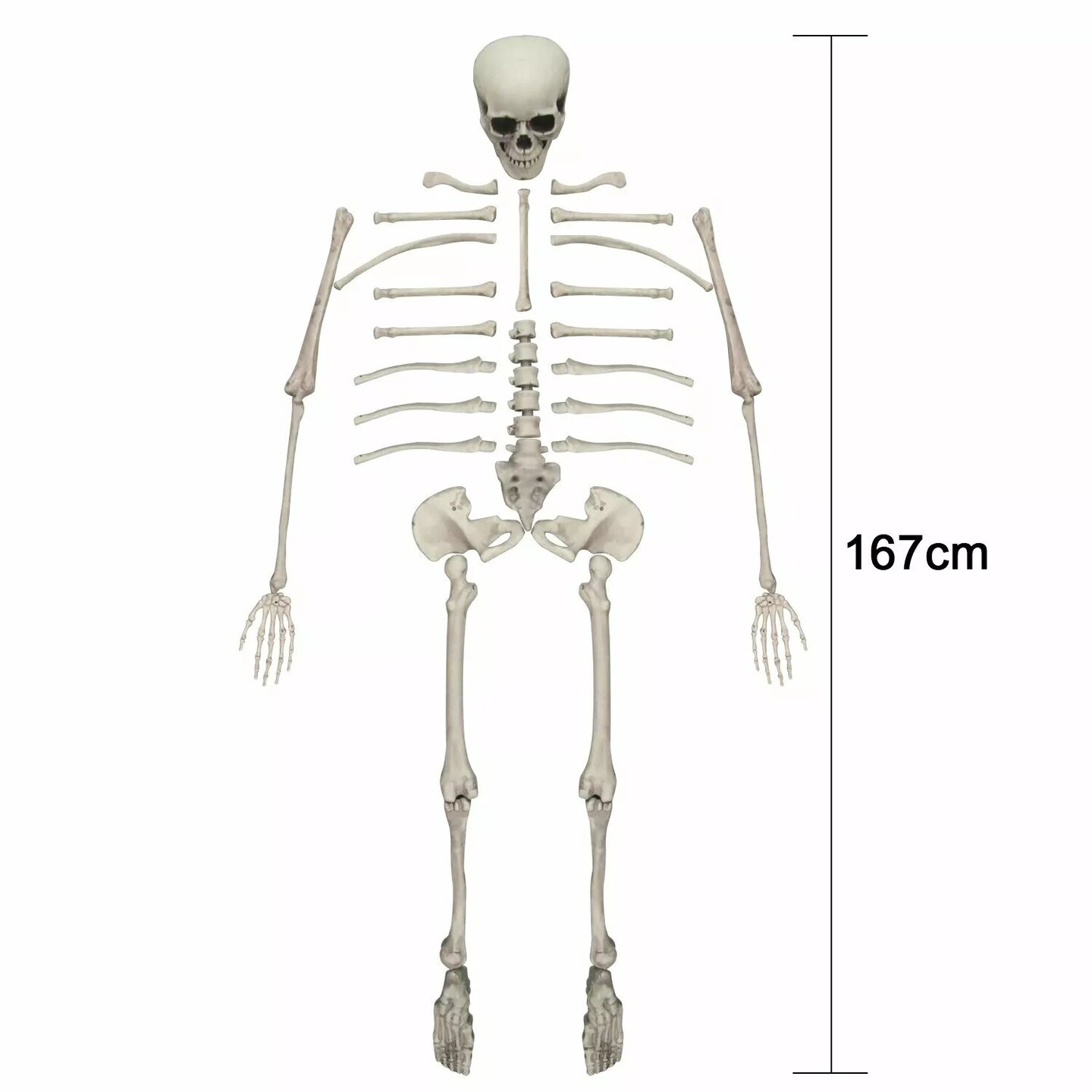 Kitcheniva 35 Pcs Skeleton Bones Skull Scary Props Halloween Decor