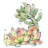 Succulent Clippings Succulent Cuttings Live Plants