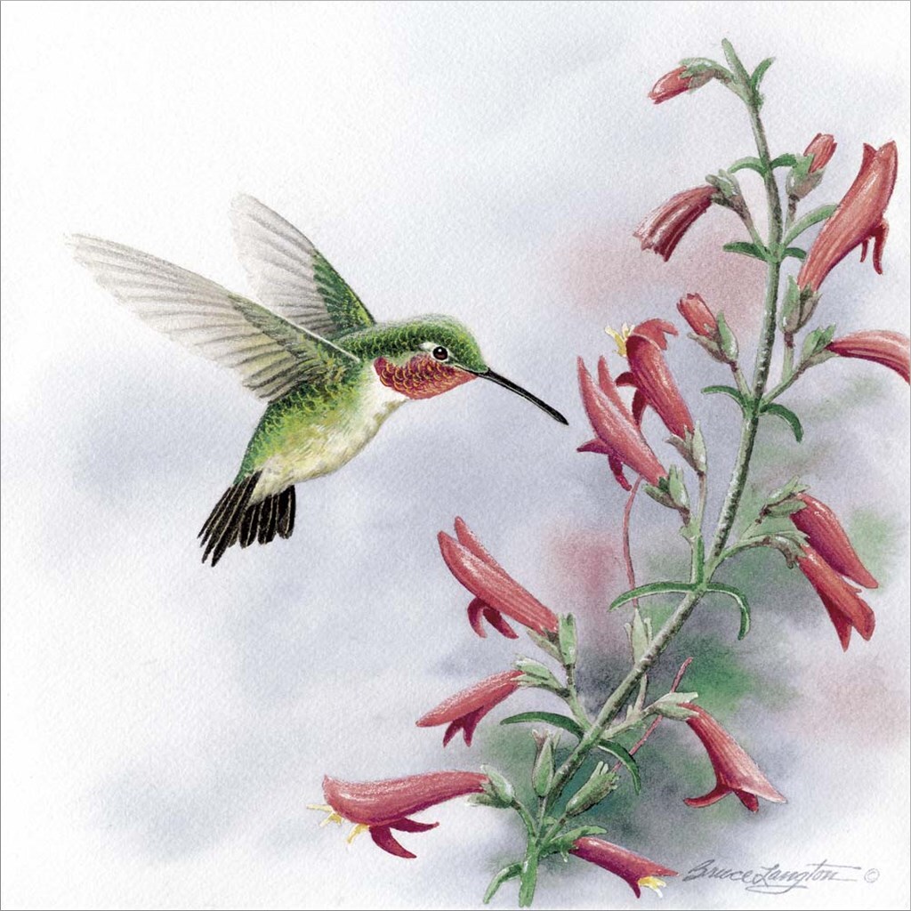 Harmony in Motion I by Bruce Langton 24" x 24" Canvas Wall Art