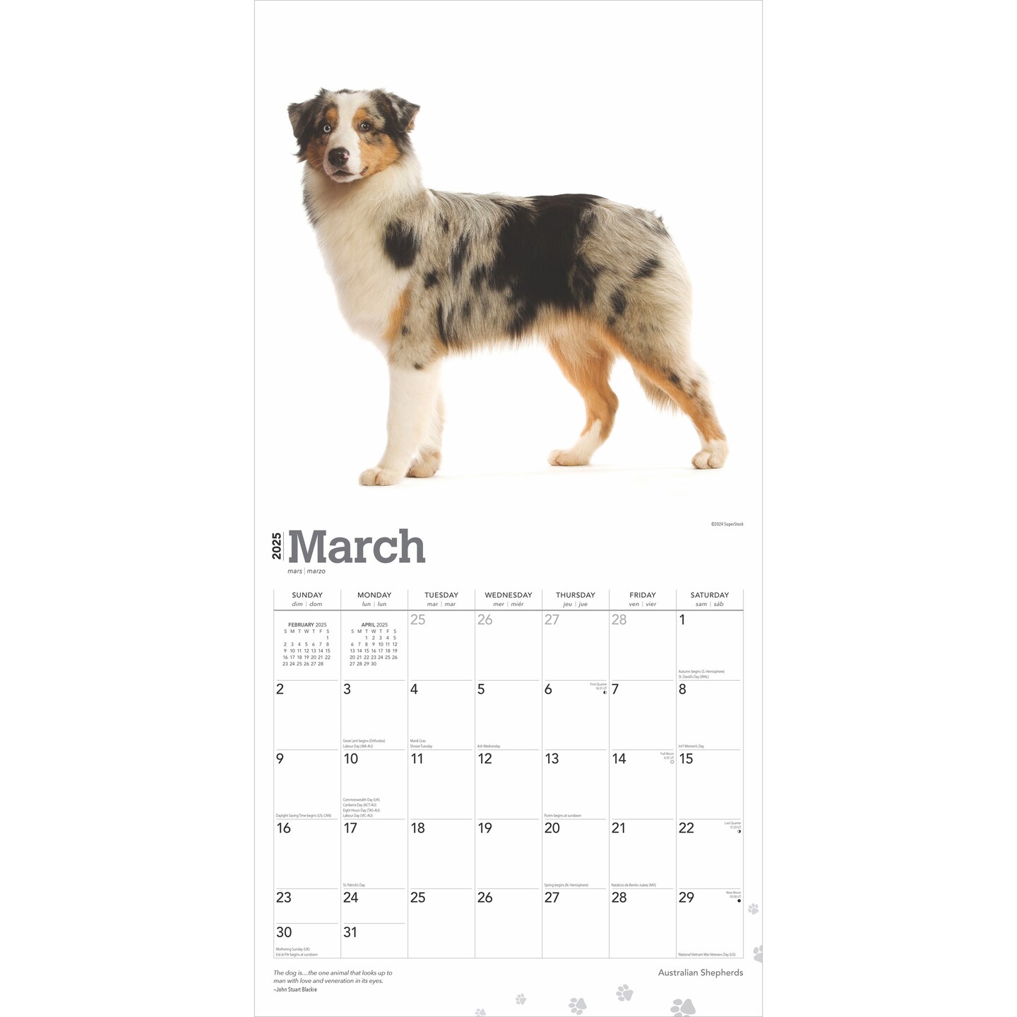 Australian Shepherds | 2025 12 x 24 Inch Monthly Square Wall Calendar | Plastic-Free | BrownTrout | Animals Dog Breeds