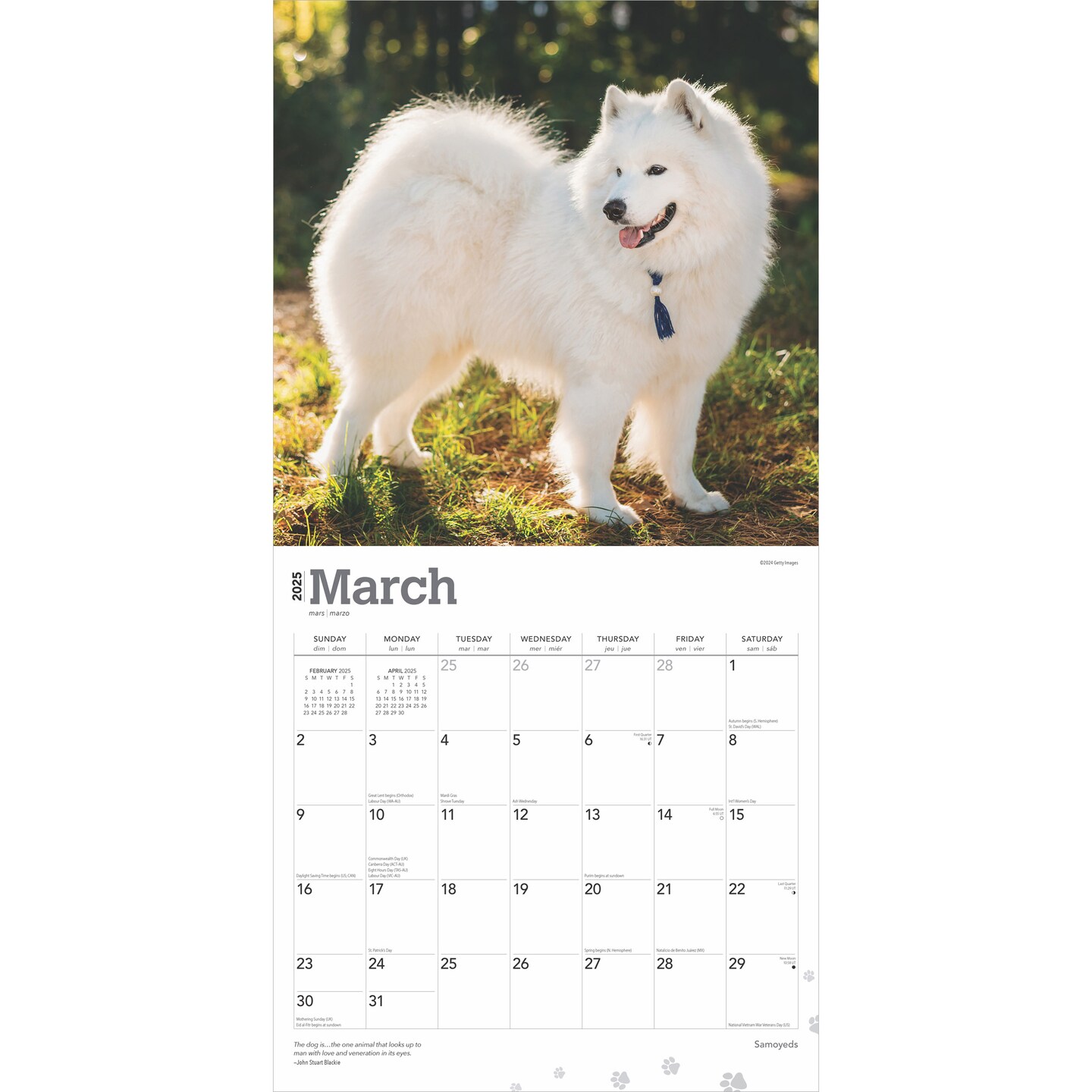Samoyeds | 2025 12 x 24 Inch Monthly Square Wall Calendar | Plastic-Free | BrownTrout | Animals Dog Breeds