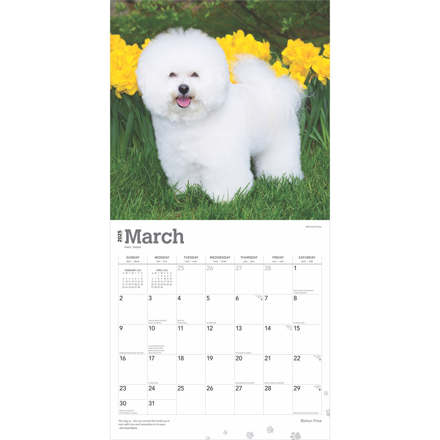 Bichon Frise | 2025 12 x 24 Inch Monthly Square Wall Calendar | Plastic-Free | BrownTrout | Animals Dog Breeds