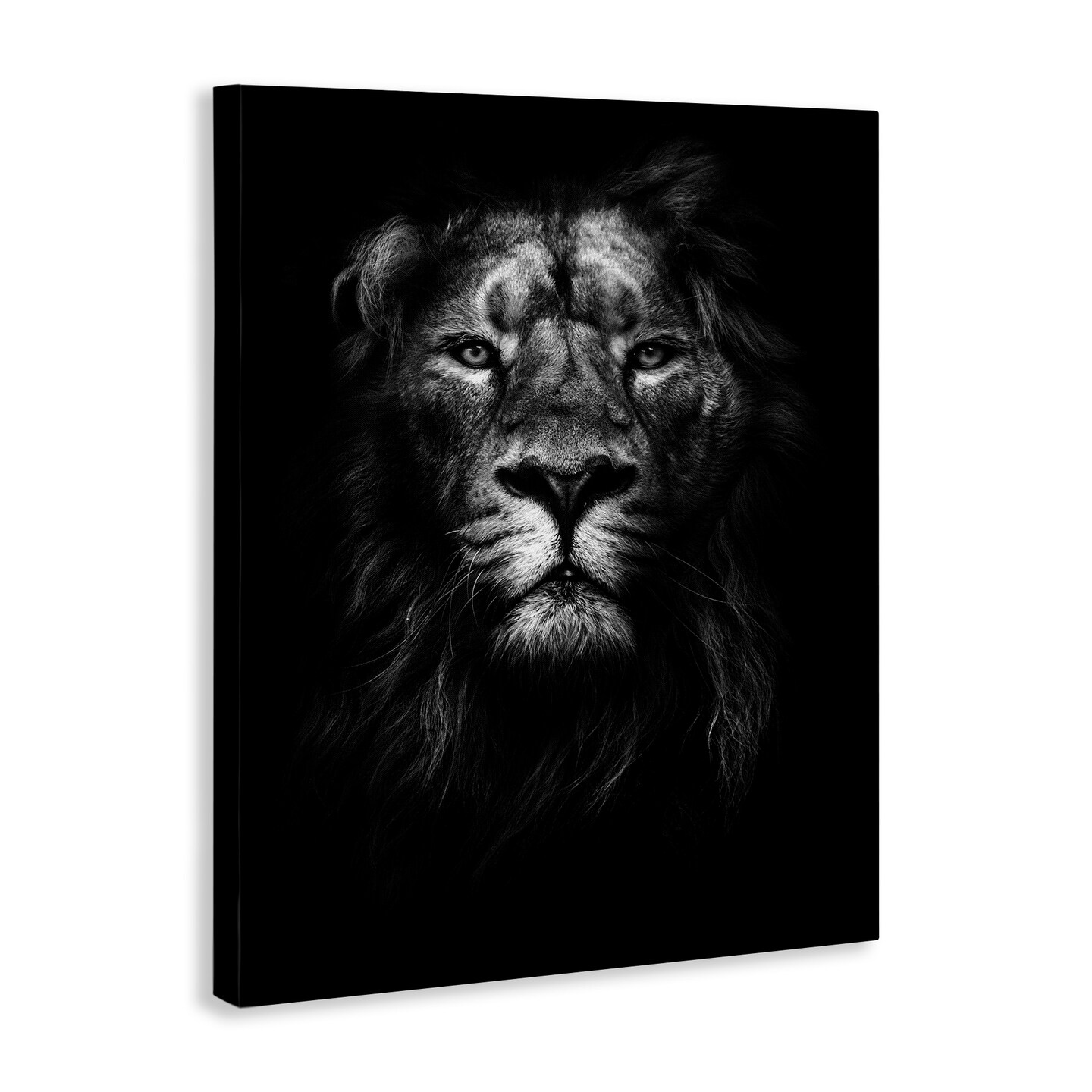 Stupell Industries Lion In Shadows Photography Canvas Wall Art