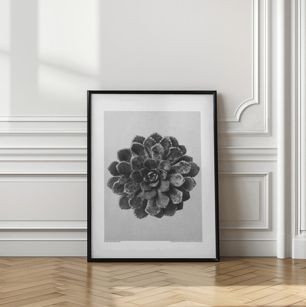 Margined Pyramidal Saxifrage Framed Art Wall Decor