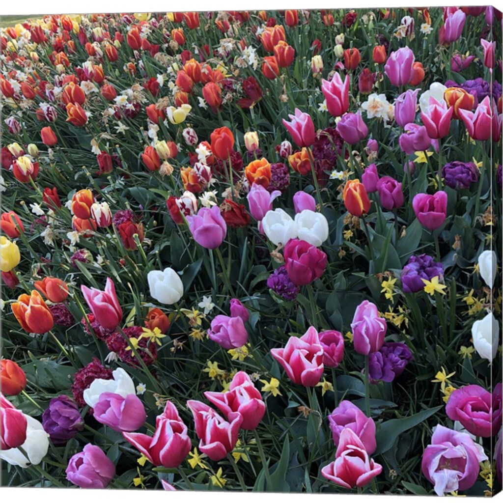 Tulips! Tulips! by Douglas Thom 24&#x22; x 24&#x22; Canvas Wall Art