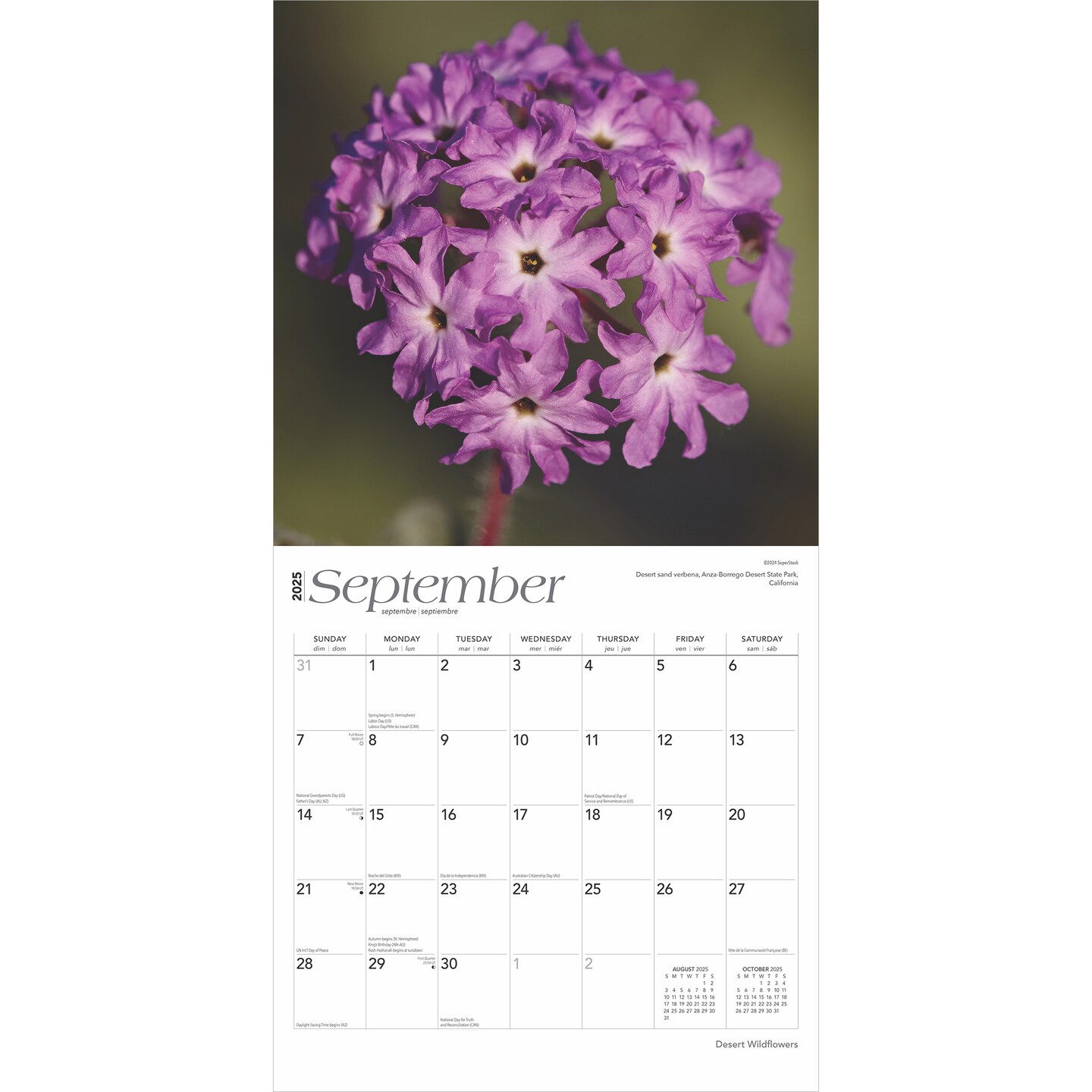 Desert Wildflowers | 2025 12 x 24 Inch Monthly Square Wall Calendar | Plastic-Free | BrownTrout | Floral Outdoor Plant Nature