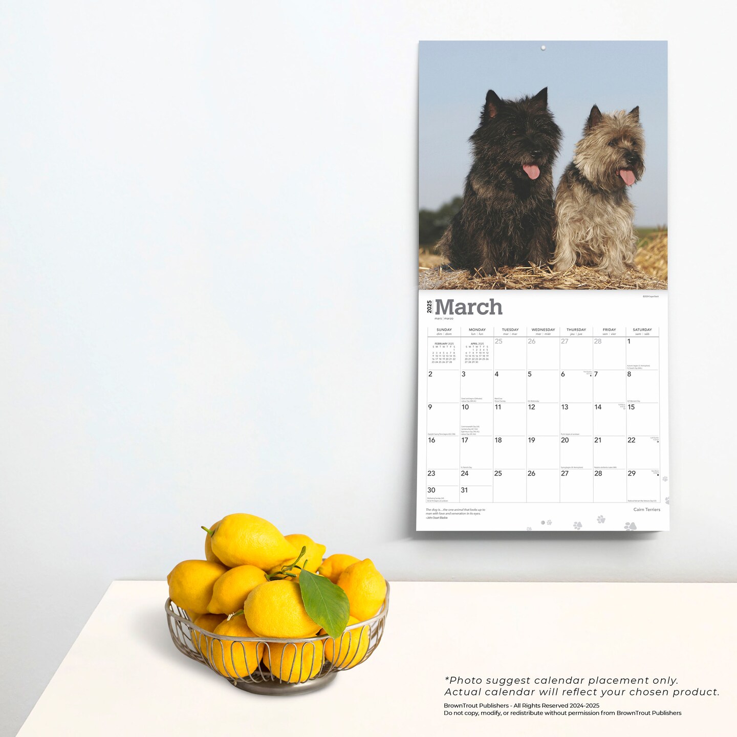 Cairn Terriers | 2025 12 x 24 Inch Monthly Square Wall Calendar | Plastic-Free | BrownTrout | Animals Dog Breeds