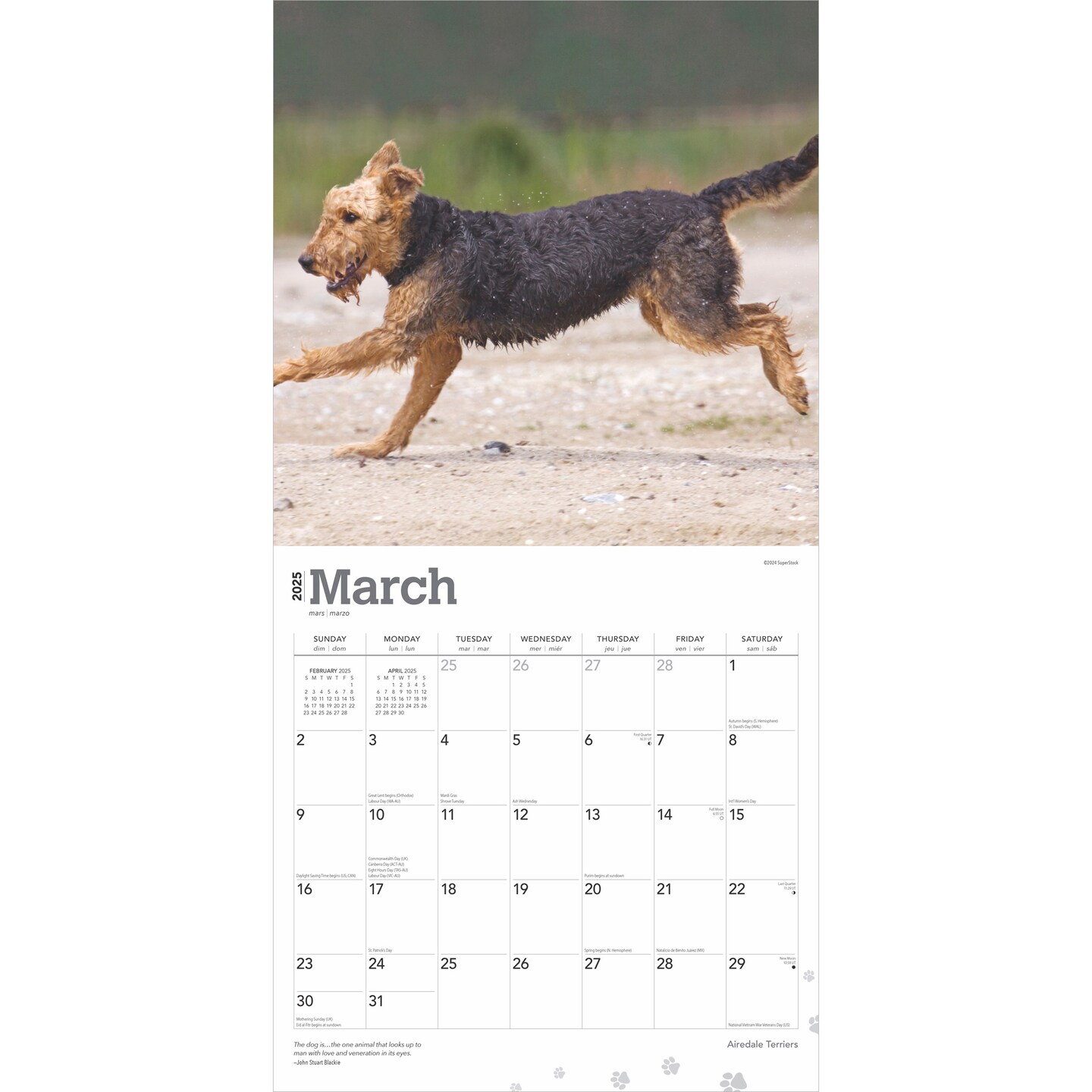 Airedale Terriers | 2025 12 x 24 Inch Monthly Square Wall Calendar | Plastic-Free | BrownTrout | Animal Dog Breeds