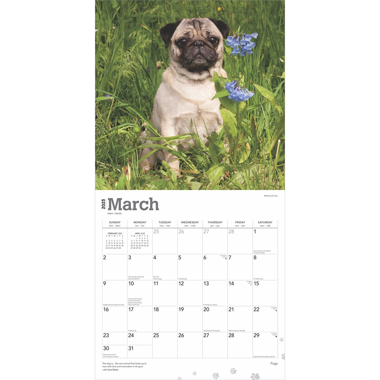Pugs | 2025 12 x 24 Inch Monthly Square Wall Calendar | Plastic-Free | BrownTrout | Animals Dog Breeds
