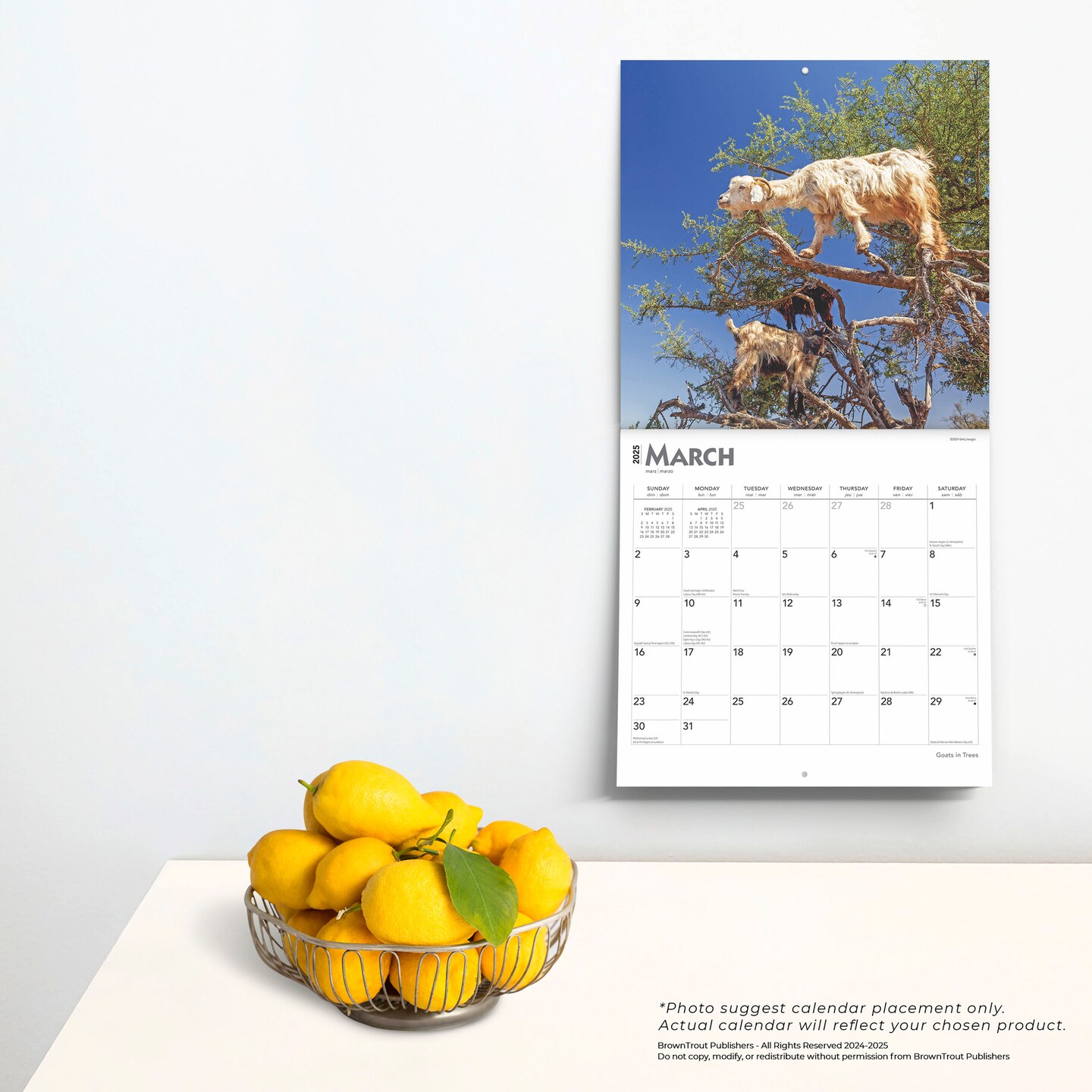 Goats in Trees | 2025 12 x 24 Inch Monthly Square Wall Calendar | Plastic-Free | BrownTrout | Domestic Funny Farm Animals