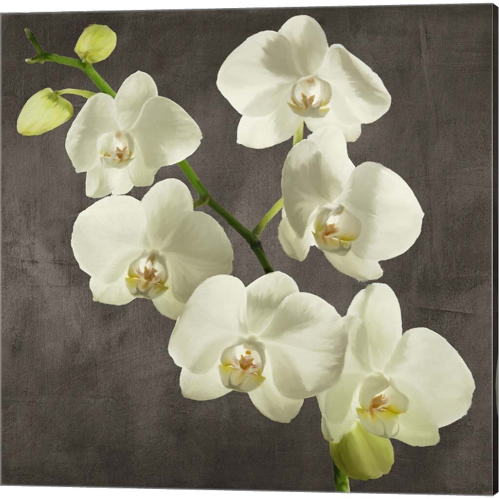 Orchids on Grey Background by Andrea Antinori 14&#x22; x 14&#x22; Canvas Wall Art (Set of 2)