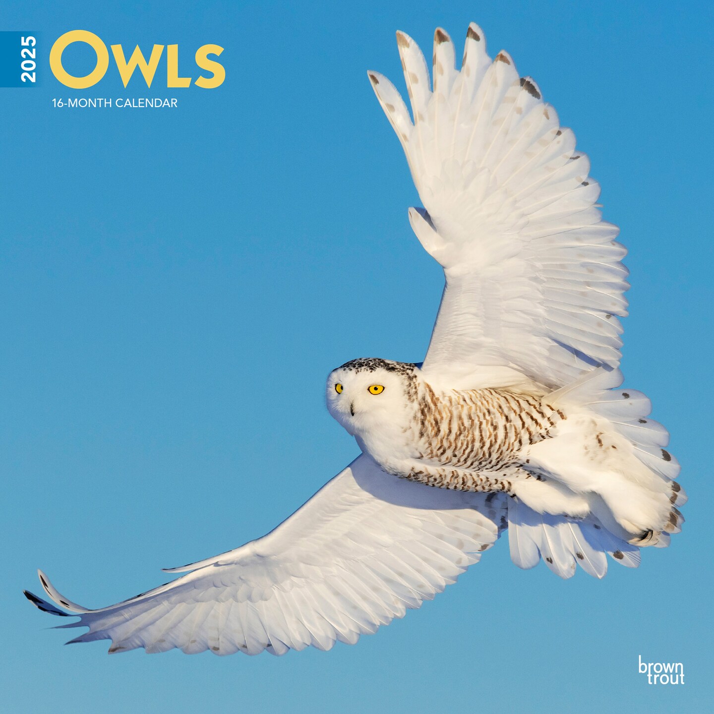 Owls | 2025 12 x 24 Inch Monthly Square Wall Calendar | Plastic-Free | BrownTrout | Wildlife Animals Birds