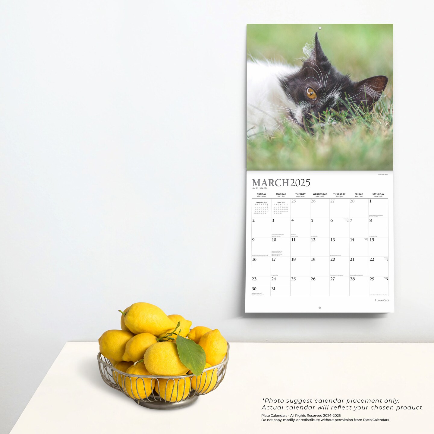 I Love Cats | 2025 12 x 24 Inch Monthly Square Wall Calendar | Foil Stamped Cover | Plato | Feline Kittens Pets