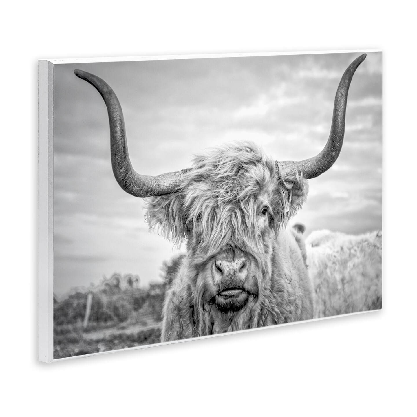 Stupell Industries Grey Highland Cow Photograph Wall Plaque Art
