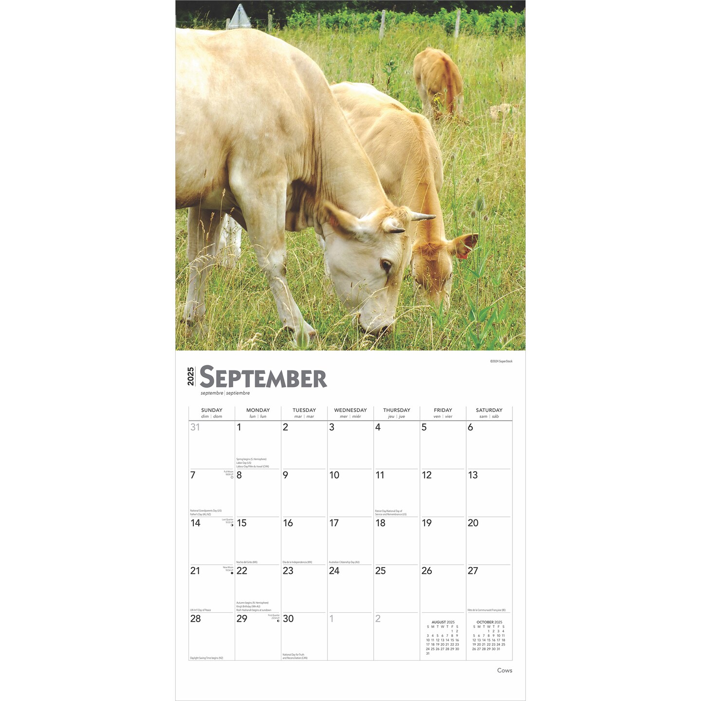 Cows | 2025 12 x 24 Inch Monthly Square Wall Calendar | Plastic-Free | BrownTrout | Domestic Farm Animals