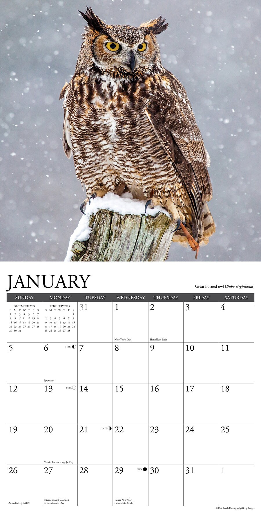 Owls 2025 Wall Calendar