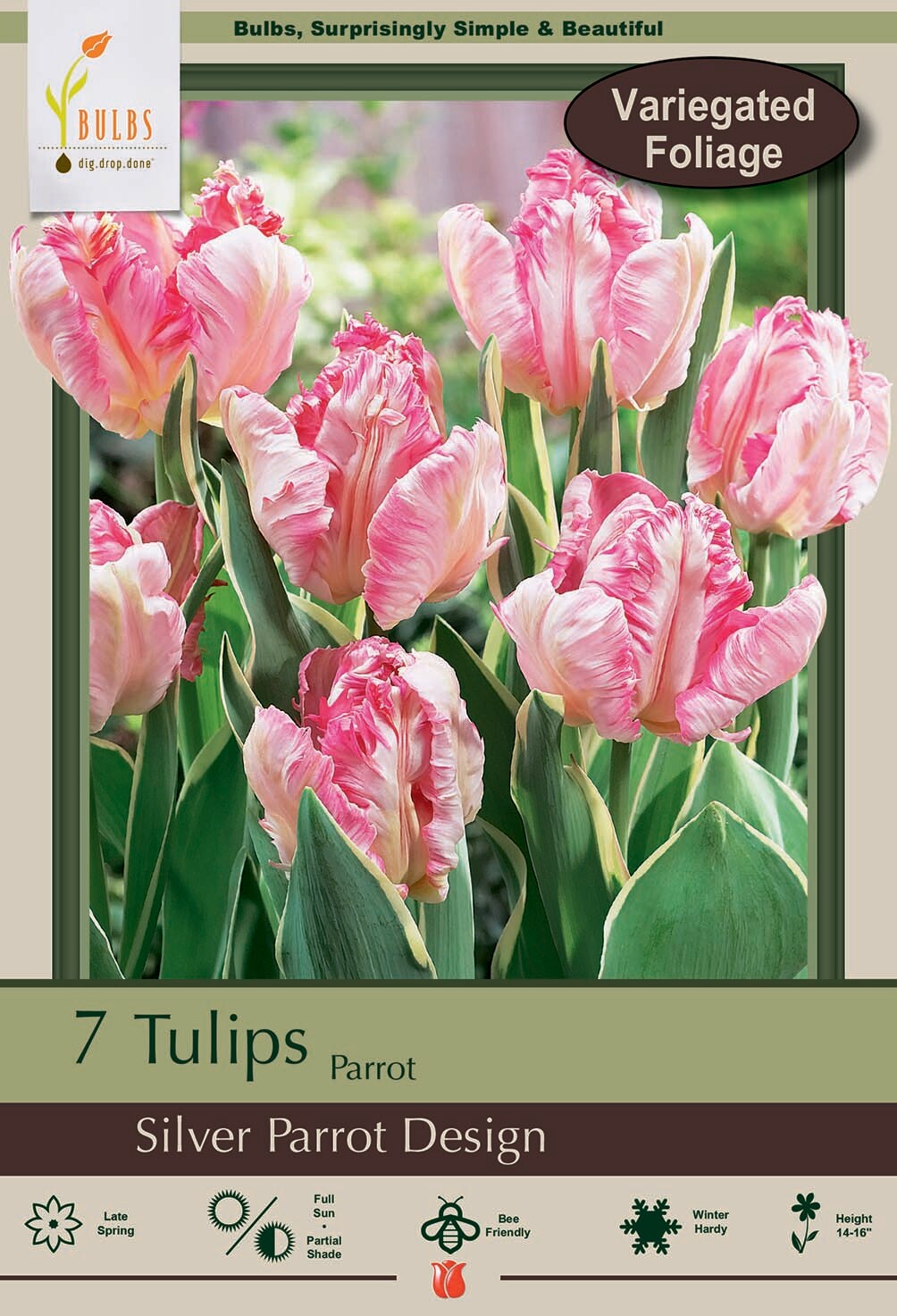 Silver Parrot Design Tulip 7 Bulbs -Blush Pink and Creamy Yellow- 12/+ cm Bulbs