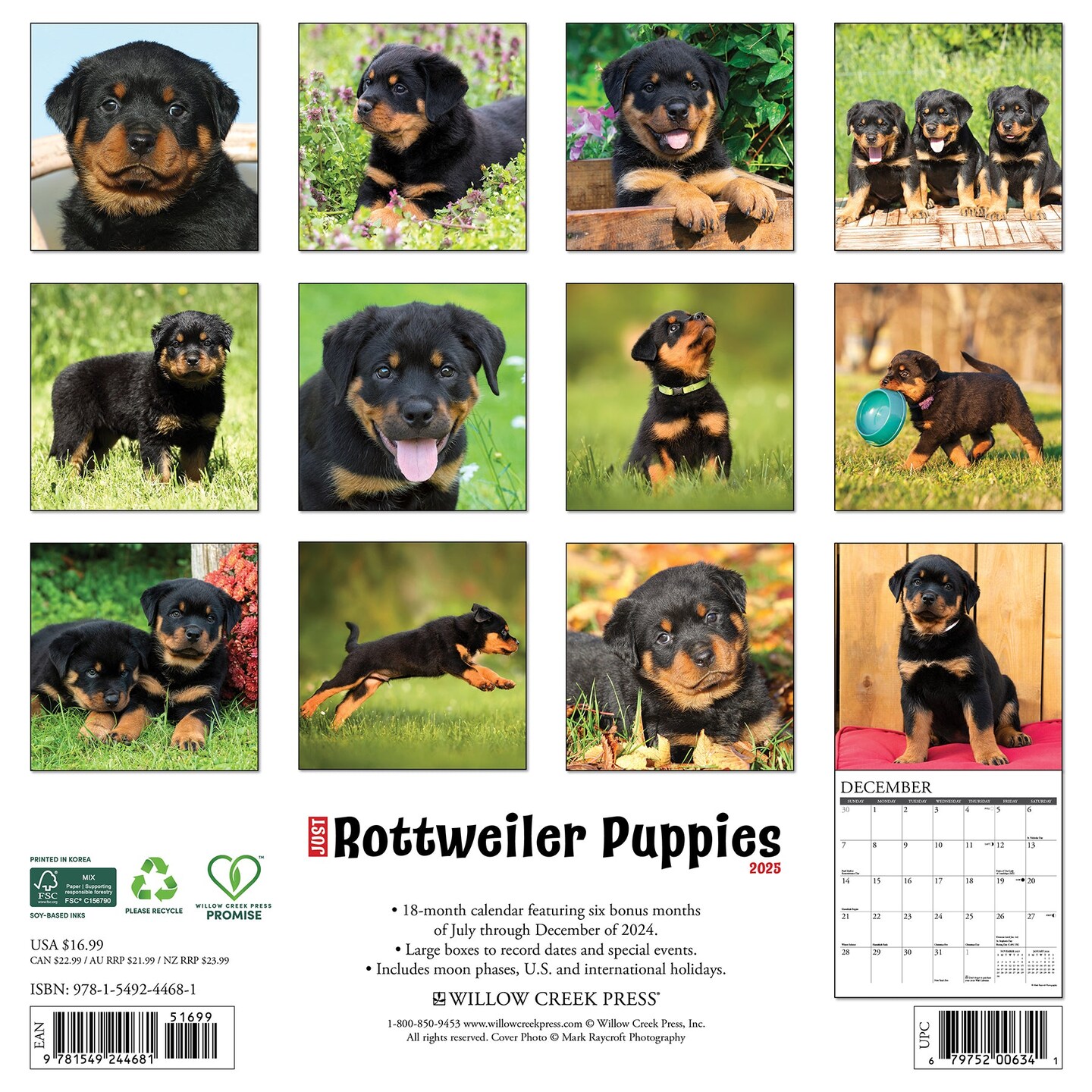 Rottweiler Puppies 2025 Wall Calendar