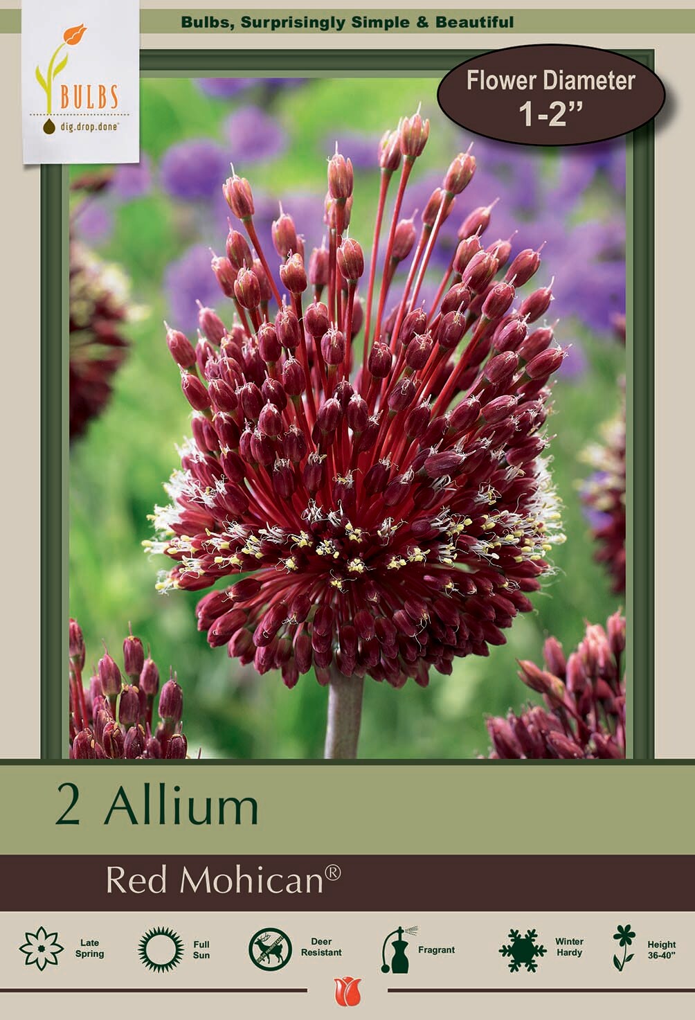 Red Mohican Allium 2 Bulbs - 10/+ cm - Deep Red Blooms and Fragrant
