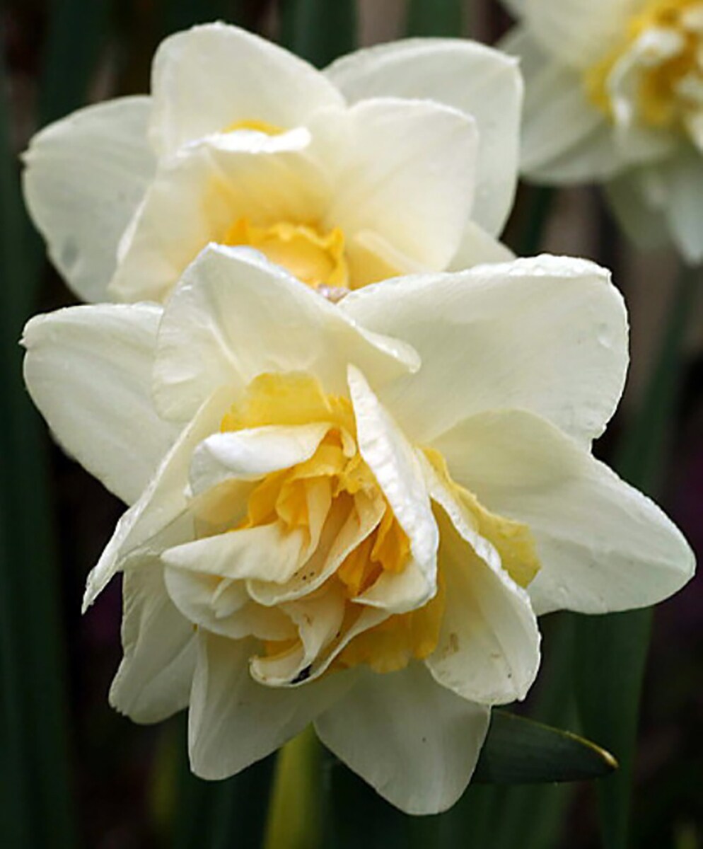 White Lion Double Daffodil 8 Bulbs - Large Blooms - 14/16 cm Bulbs