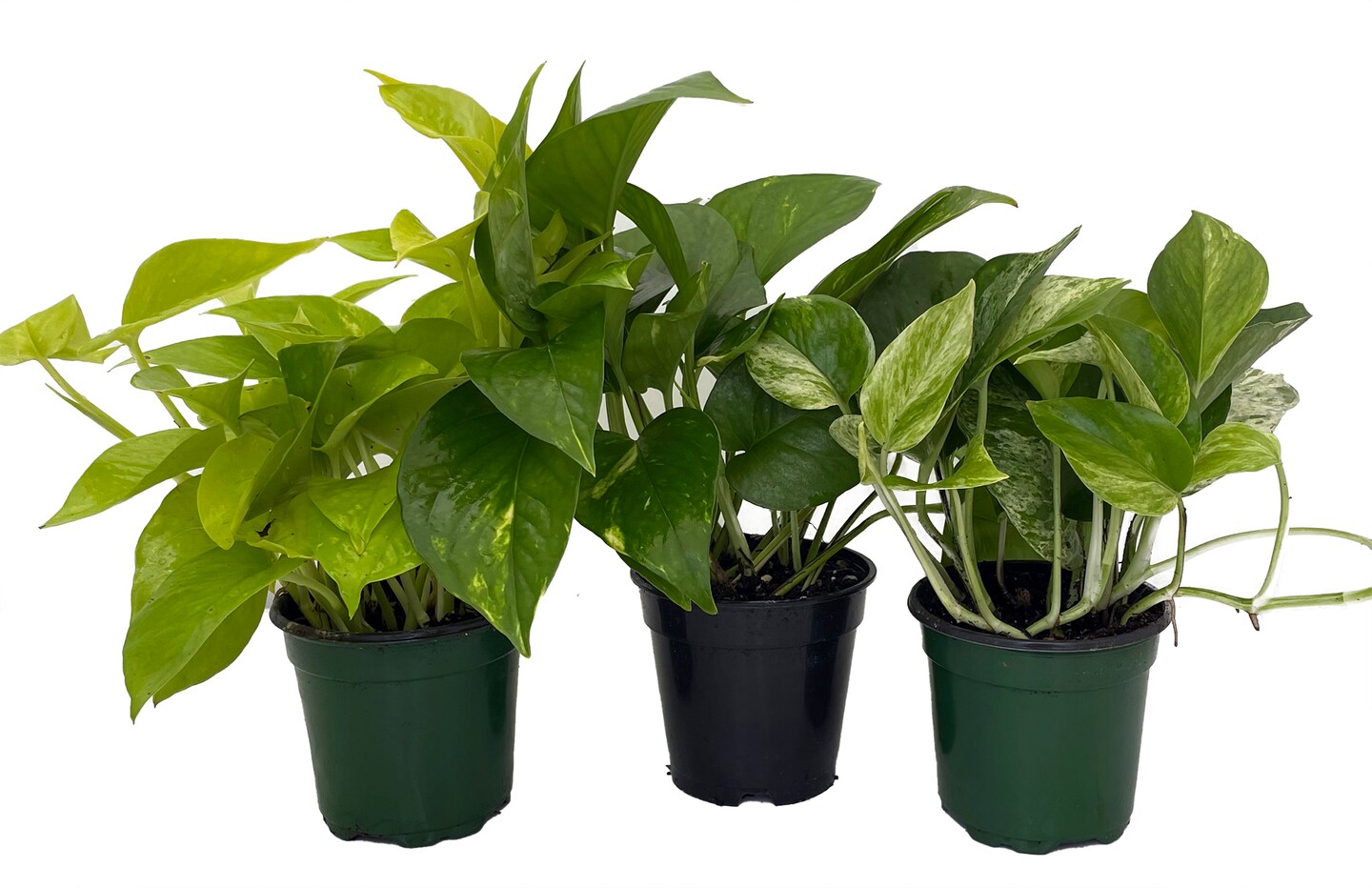 Pothos Plant Assortment - 3 Pack in 4&#x22; Pots