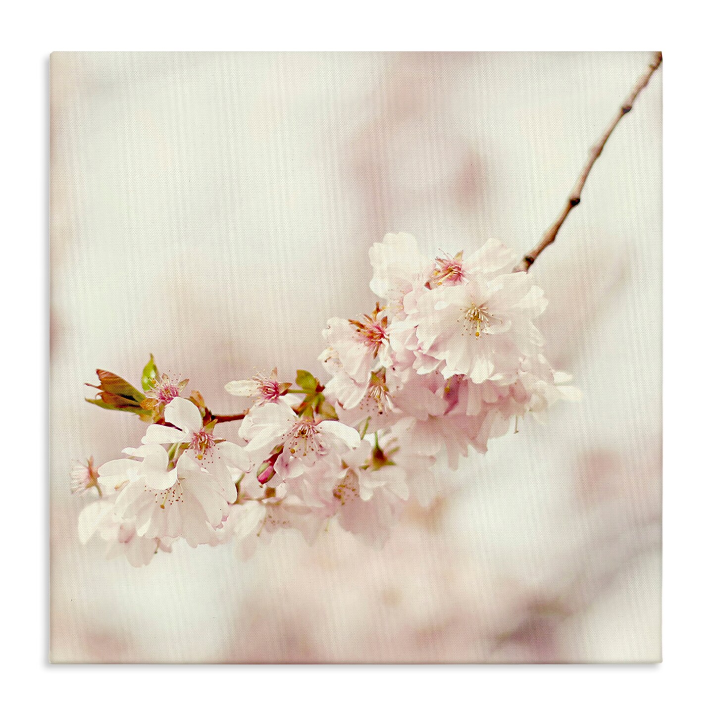 Stupell Industries Delicate Cherry Blossom Canvas Wall Art Design by Sarah Gardner