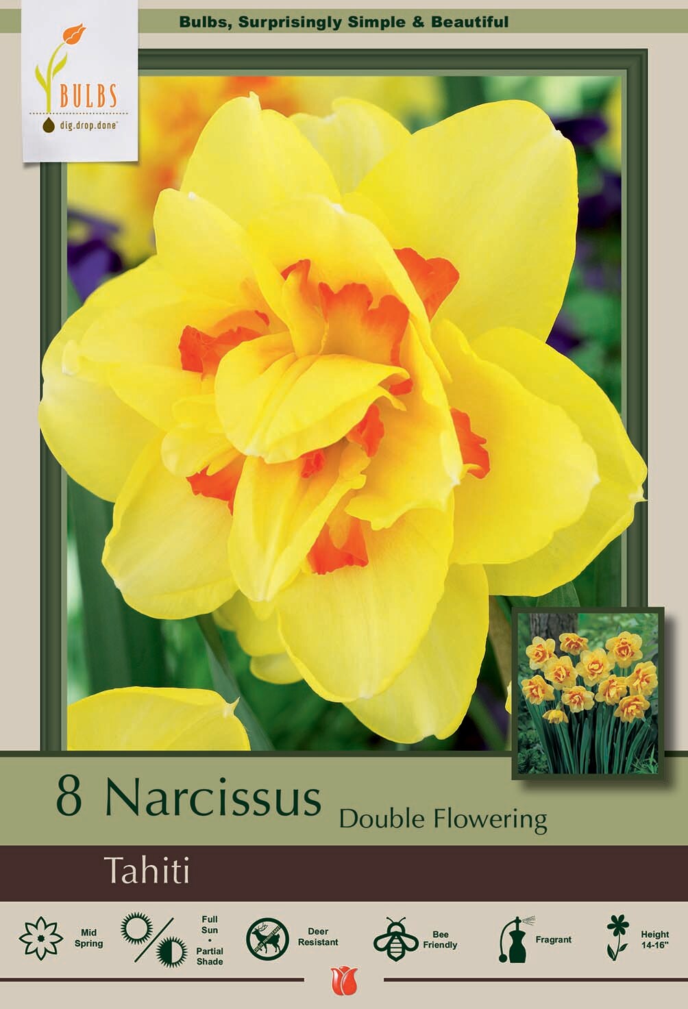Tahiti Double Daffodil/Narcissus 8 Bulbs - 14/16 cm Bulbs