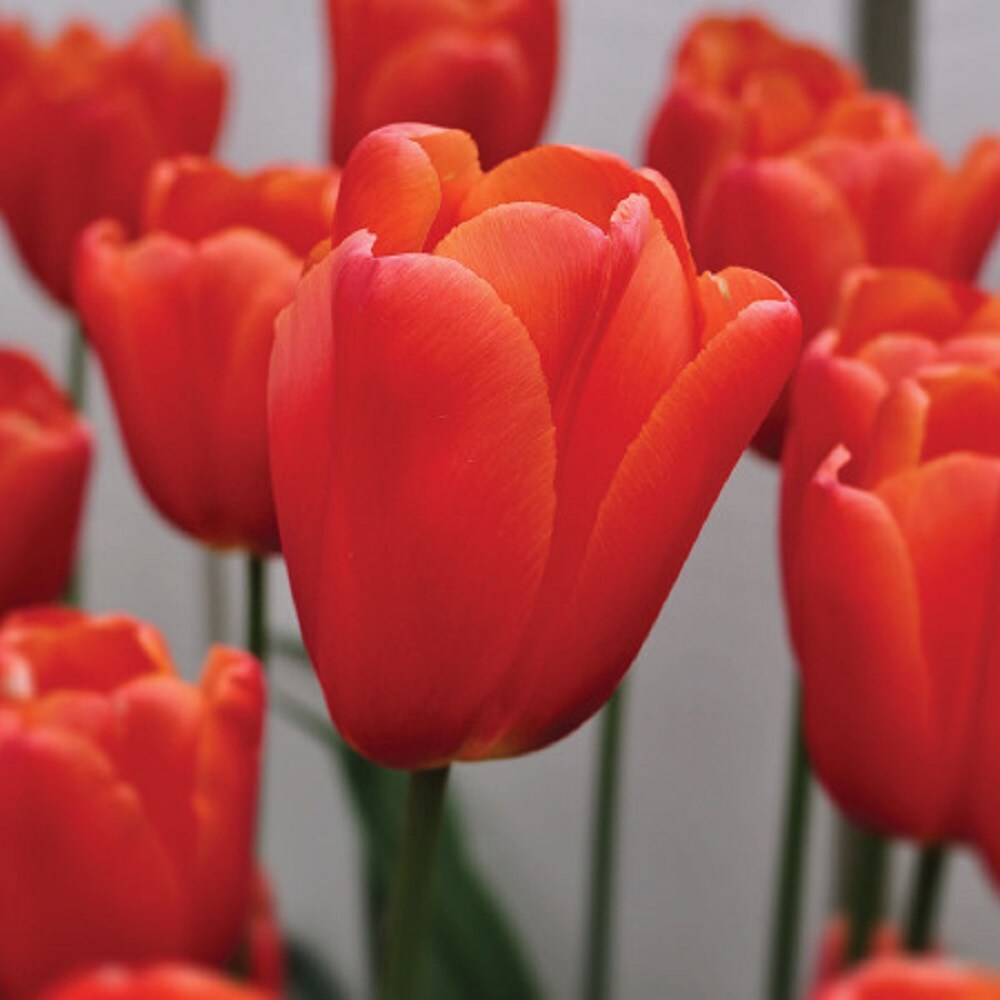Orange Juice Triumph Tulip 8 Bulbs - 12/+ cm Bulbs