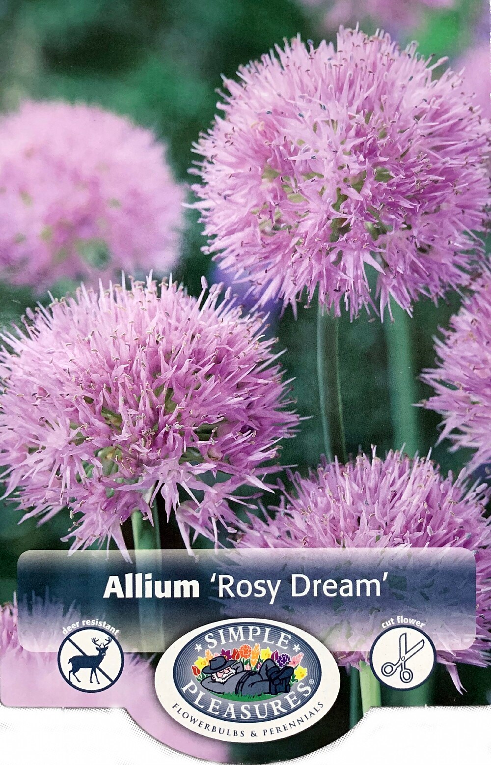 Rosy Dream Allium - 10 Bulbs - Schubertii - NEW - 6/+ cm Bulbs