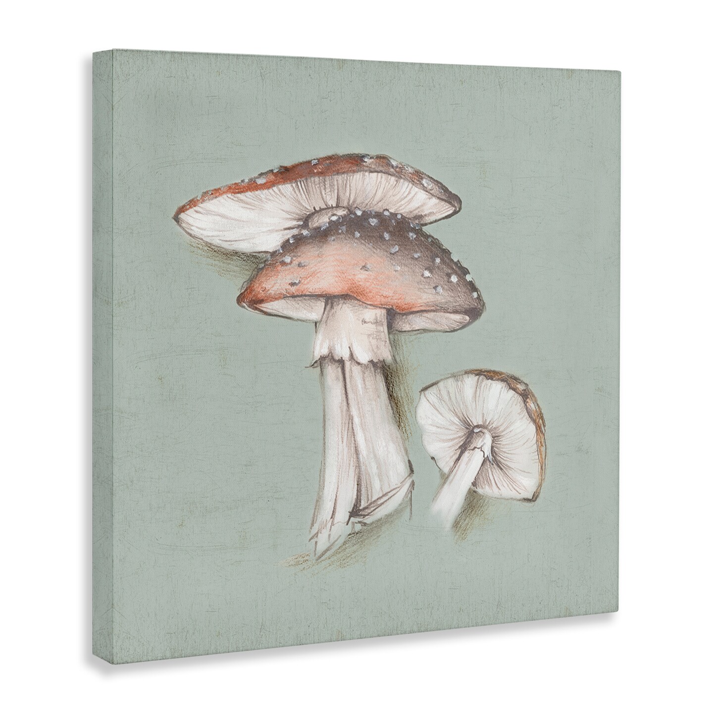 Stupell Industries Mushroom Bunch Drawing Canvas Wall Art Design by Eli Jones