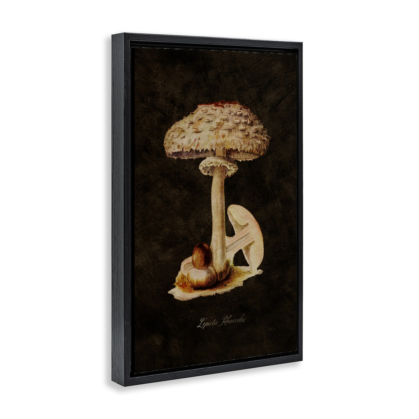Stupell Industries Vintage Mushroom Study Framed Floater Canvas Wall Art Design by Tina Higgins Designs, Inc.