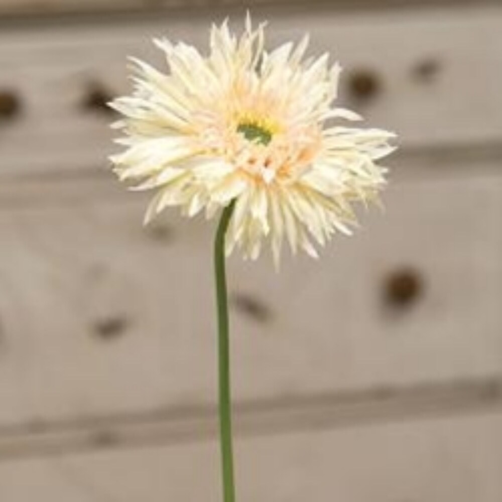 Gerbera Daisy Stem