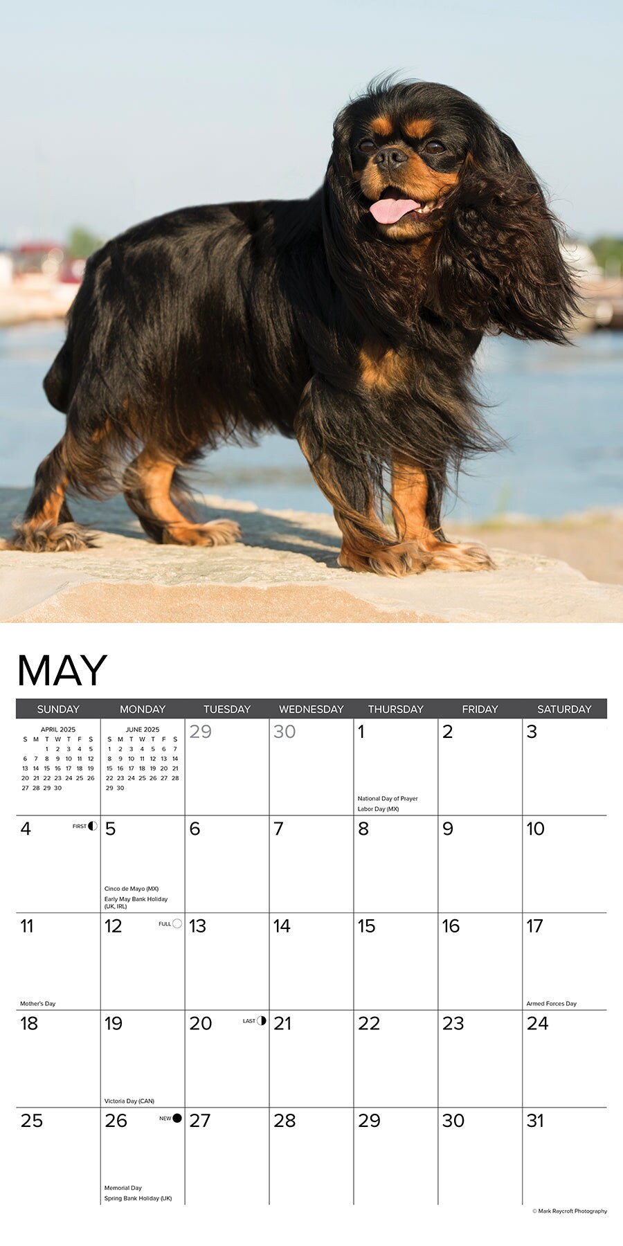 Cavalier King Charles Spaniels 2025 Wall Calendar