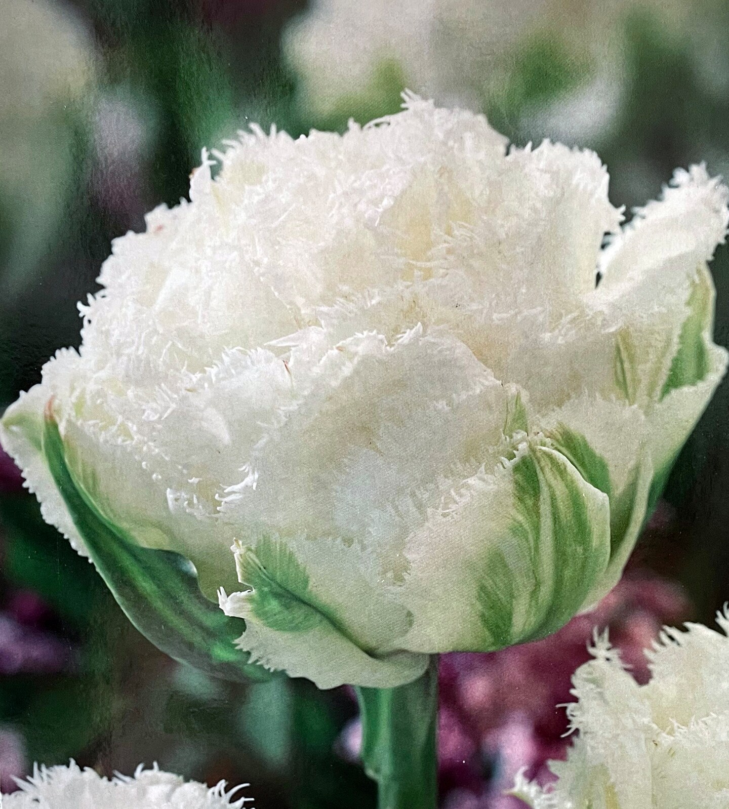 Snow Crystal Fringed Tulip 6 Bulbs - 12/+ cm Bulbs