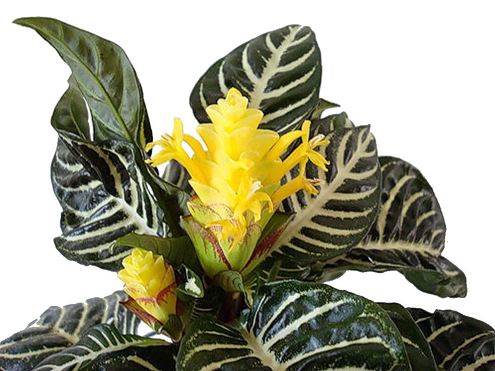 Aphelandra Zebra Plant - Exotic &#x26; Unusual House Plant - 4&#x22; Pot